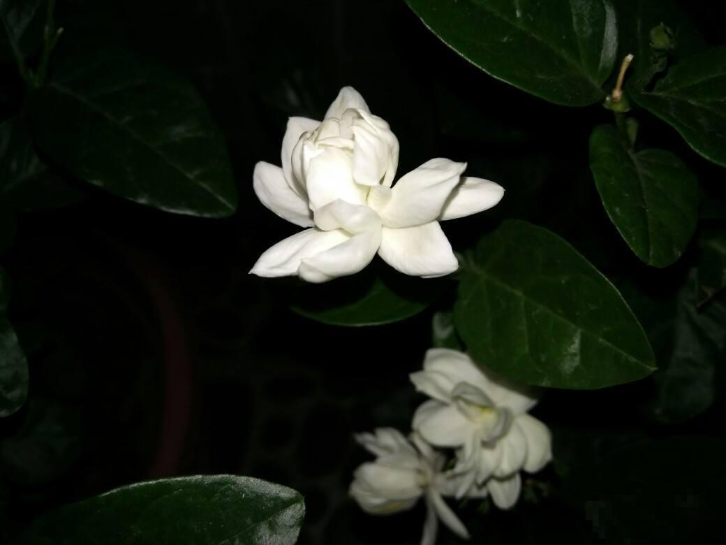 茉莉买回来一处理，开花一朵接一朵，满屋都是香味！