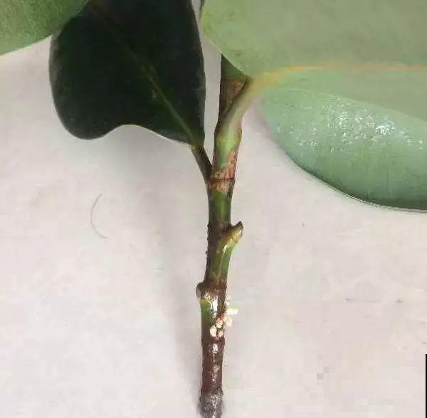 冬天扦插，用了这3种神器，生根快不黑腐，又省钱了！