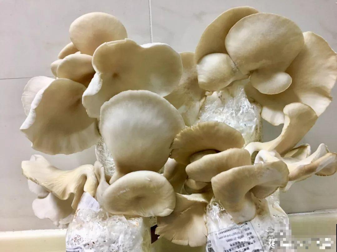 现在养盆它，10天变成小森林，过年就能上桌吃！