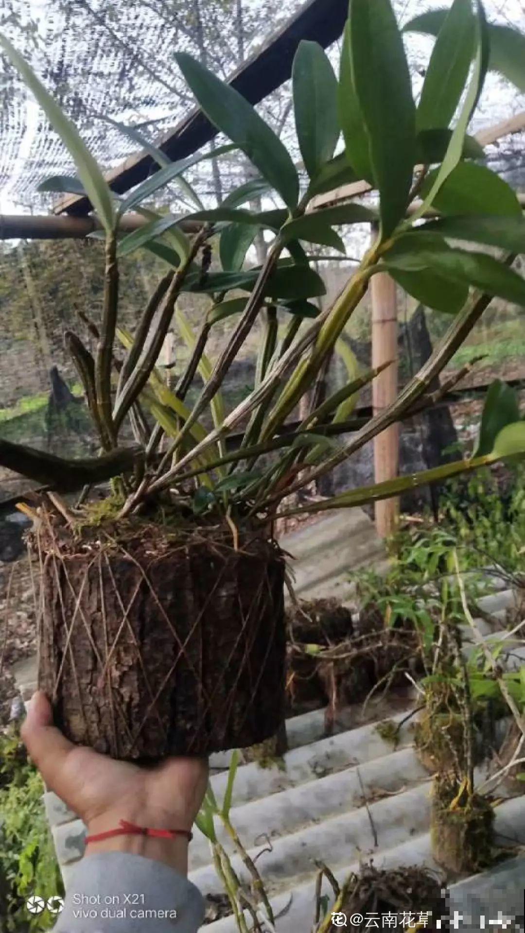 特神奇的花，绑在木头上也能活，一根枝能开20朵花！