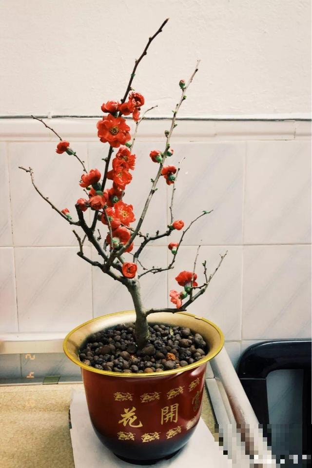 冬天养5种梅花，冰天雪地也在开，香味飘满屋！