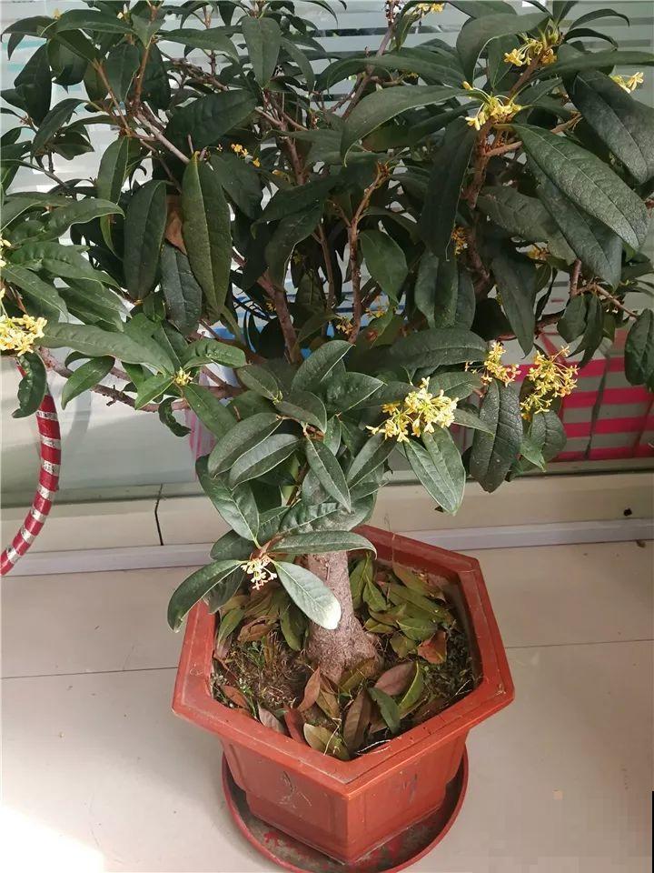 10种花，现在就得赶紧剪，不然熬不过冬天！