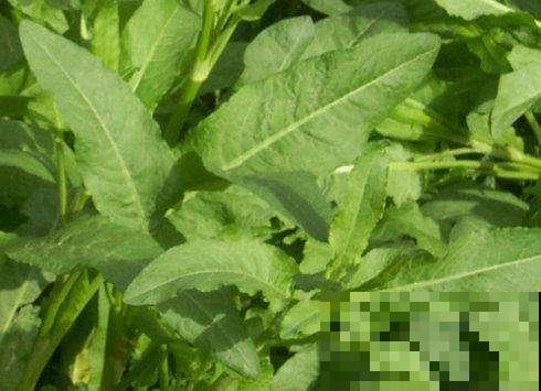 这种野生菠菜长得到处是，原来还有这大作用，再也不当杂草拔掉了