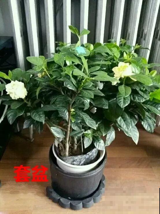 12月逛花市，千万别买这花，养不活还浪费钱！
