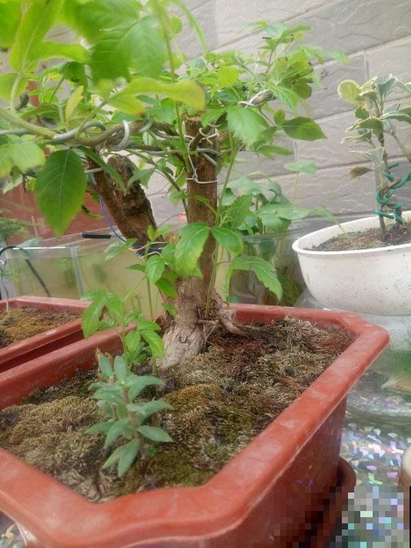 后院长满一墙野草，没想到一鉴定是绞股蓝，这下发财了！