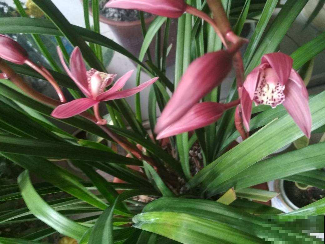 爷爷养的兰花，秘诀就是3个“不要”，年年开花一大盆