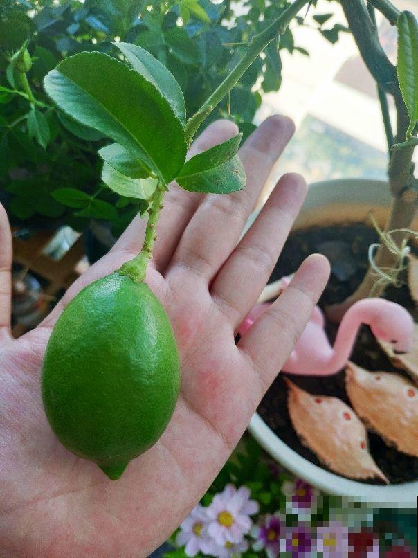 柠檬籽别丢，留下种花盆里，两周窜苗不用买花了！