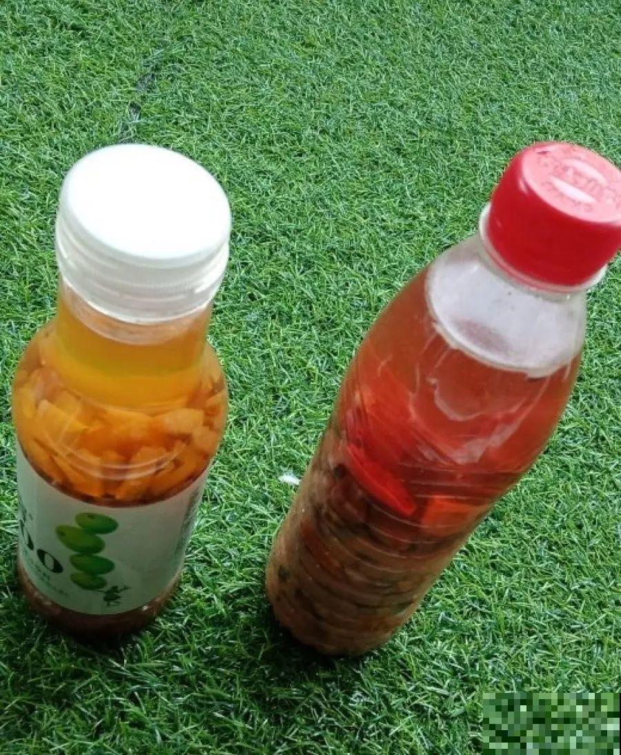 花盆里长了这玩意，趁早断水，小心最后根都烂没了！