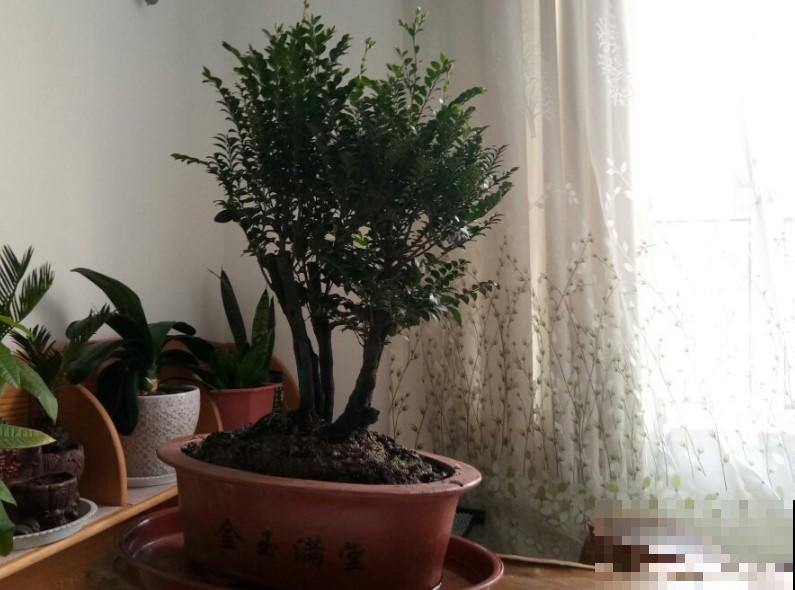 富贵人家都养这花，旺财旺运，养的越久越好！