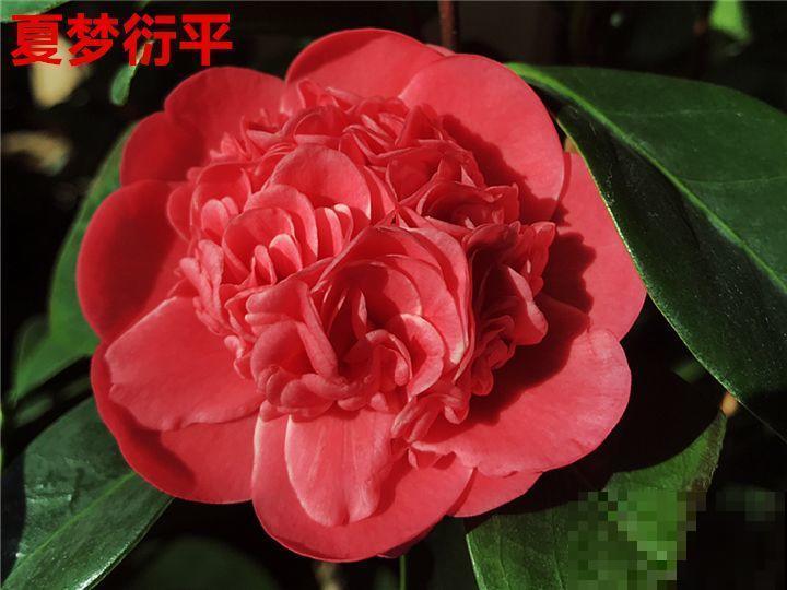这花想要冬天开，就得狠心剪两刀，满树红花惹人爱！