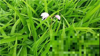 家花不如野花香原来是真的，它在野山也能开成花海，实在美呆了！