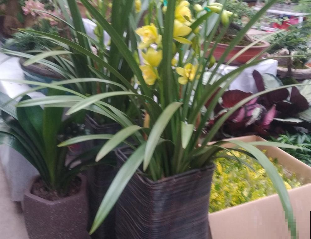 4种花，冬天可以放心养，喷喷水就开花！