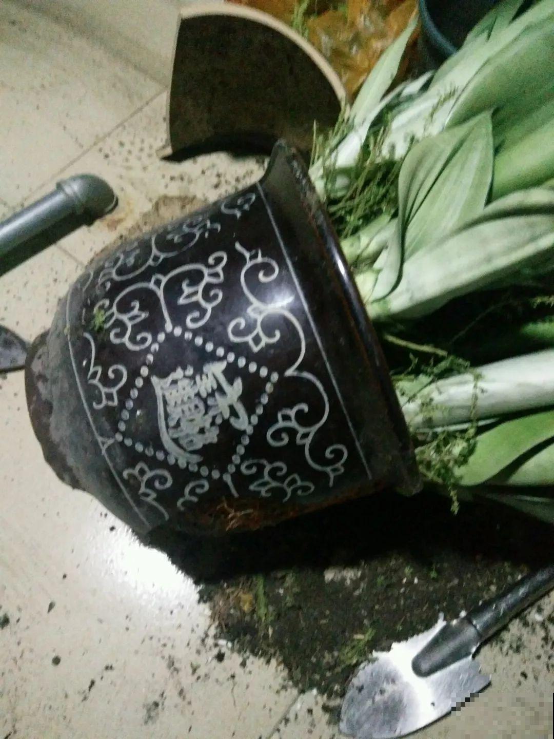 这花太能生,3年冒了25棵,敲破盆才能拿出来! 这花太能生,3年冒了25棵,敲破盆才能拿出来!