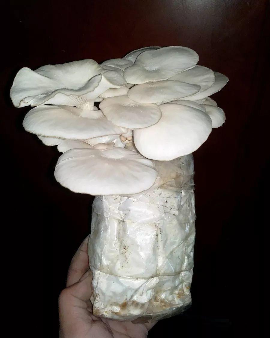 家里阳光差，试着养盆它，不但长的快还能吃！