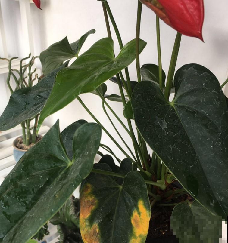 这4种花不怕冷，冬天越长越旺盛，开花停不下来！