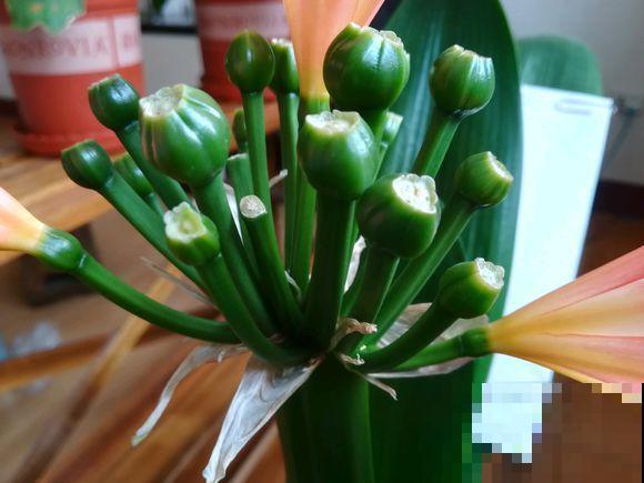 君子兰花后别乱剪，剪错了烂叶烂心，再也不开花！