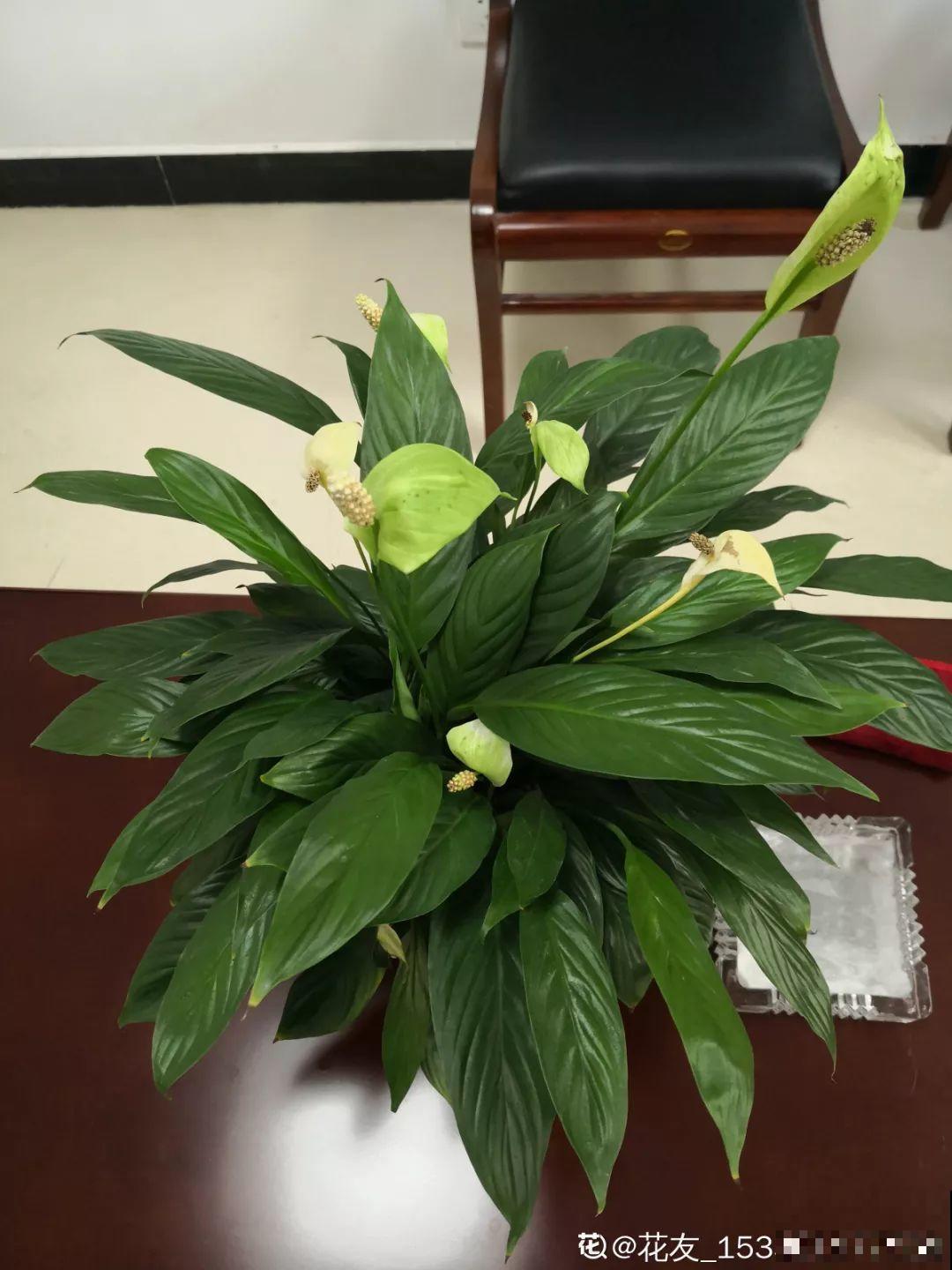 11种耐阴花，光不好也能嗖嗖长，开出2米大花墙！