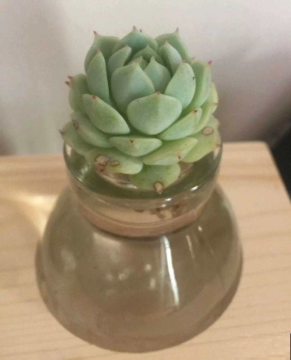 这种多肉，是界内的群生小霸王，长得跟一朵朵小花似的！