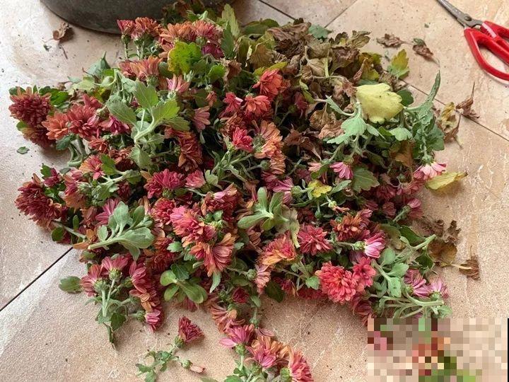 冬天修剪分“轻重”，有的花剪狠了，小心再也不开花！
