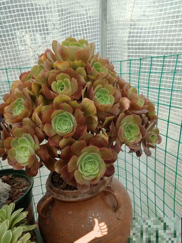 他用菜坛子养多肉，1分不花又好看，个个壮得像白菜！