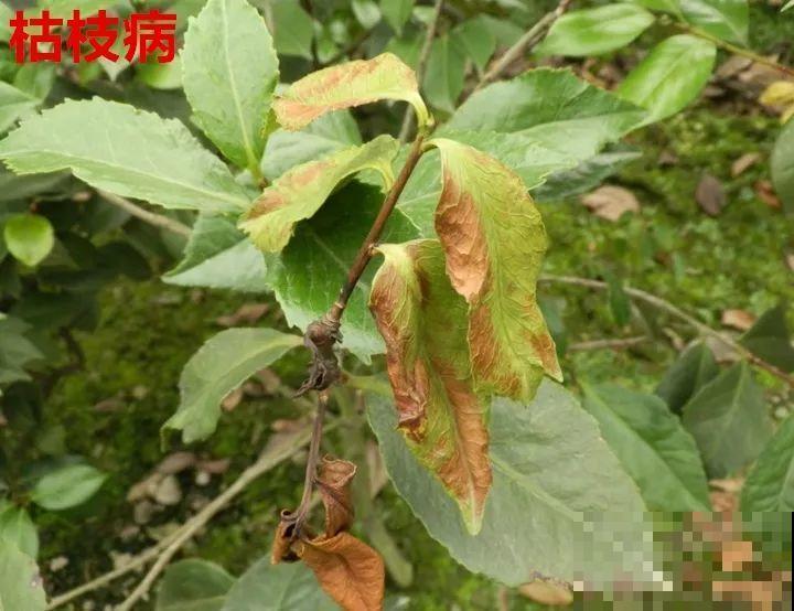 这花想要冬天开，就得狠心剪两刀，满树红花惹人爱！
