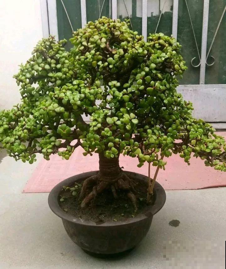 这4种花，把根拎出来养一年，身价立马翻倍涨！