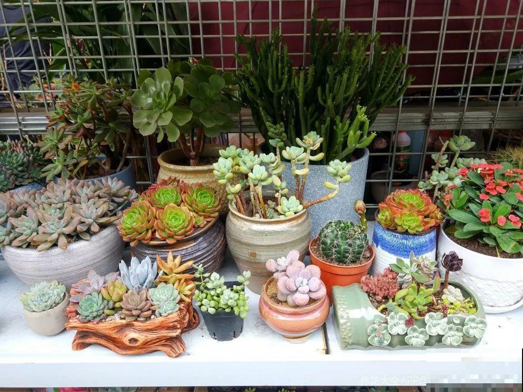 室内养花太难？记住这5点，啥花都能养得好！
