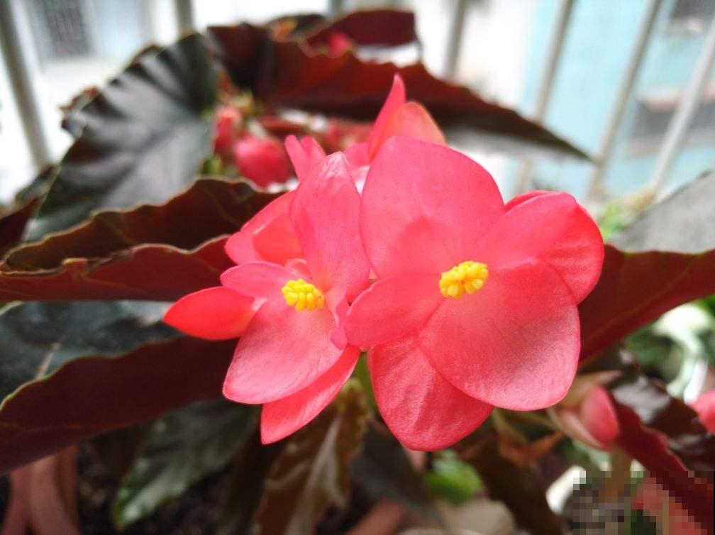 这花真耐旱，喷喷水就能活，一串花能开30朵