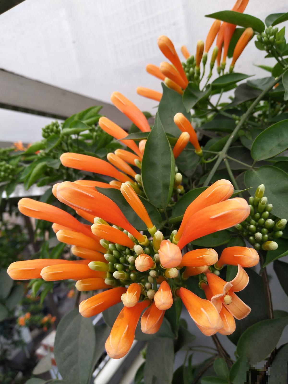 这花最适合过年养，开花红红火火，爬满整面墙
