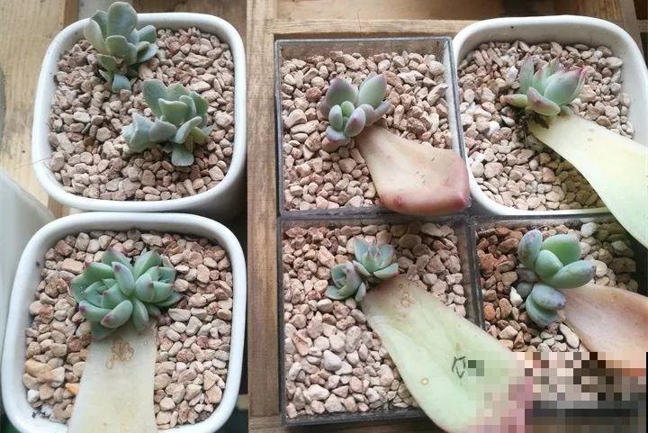 多肉扦插有技巧，这个季节一定选这几种，开春能养好送邻居！