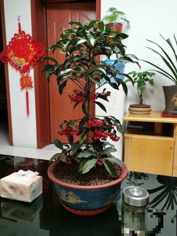 超喜庆的花，满树都是红果子，富贵团圆好意头