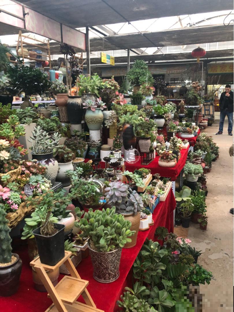 花市的3大骗局，现在了解，过年买花不吃亏