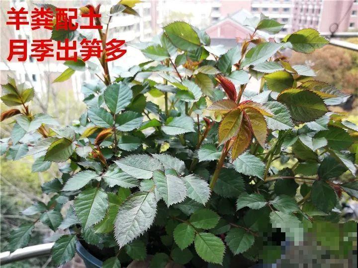 土里掺点它，3年不用换盆，花照样年年开！