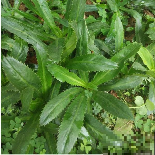 原来香菜也有野生的，长得比野草茂盛，薅一把煲汤鲜香美味！