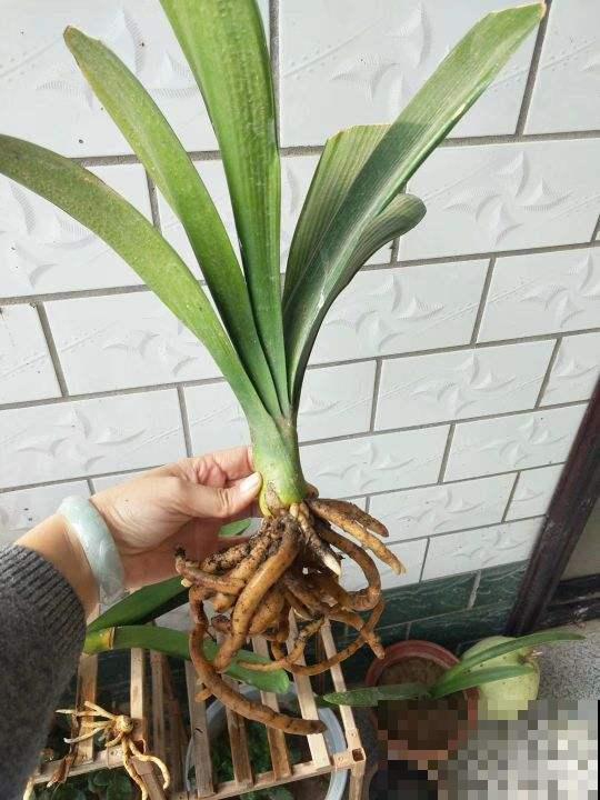 2种花，要想长得好，必须换盆，否则黄叶烂根