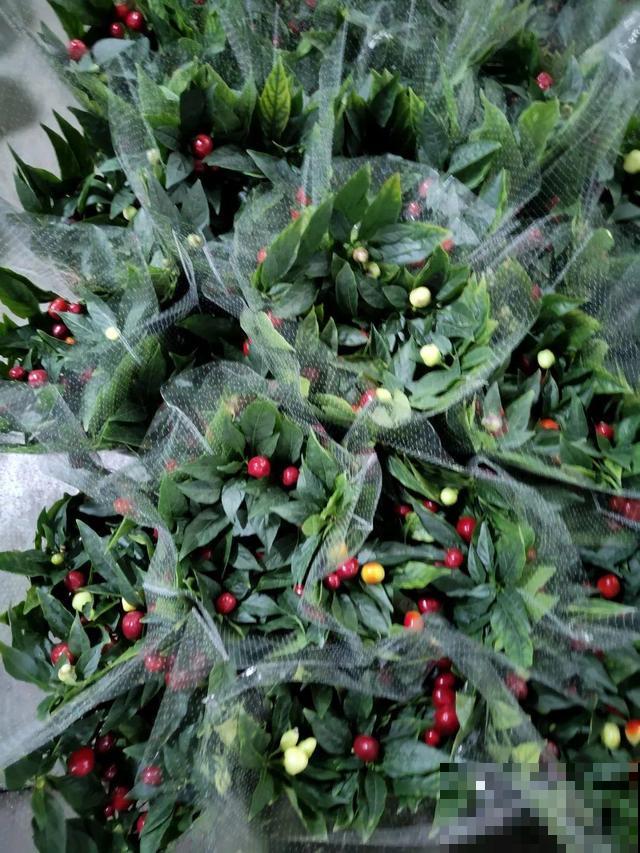 12月逛花市，这花好看又好养，遇到赶紧抱回家！