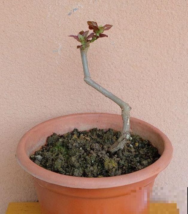 养了5年的三角梅，一长高就砍，终于变成精品老桩！