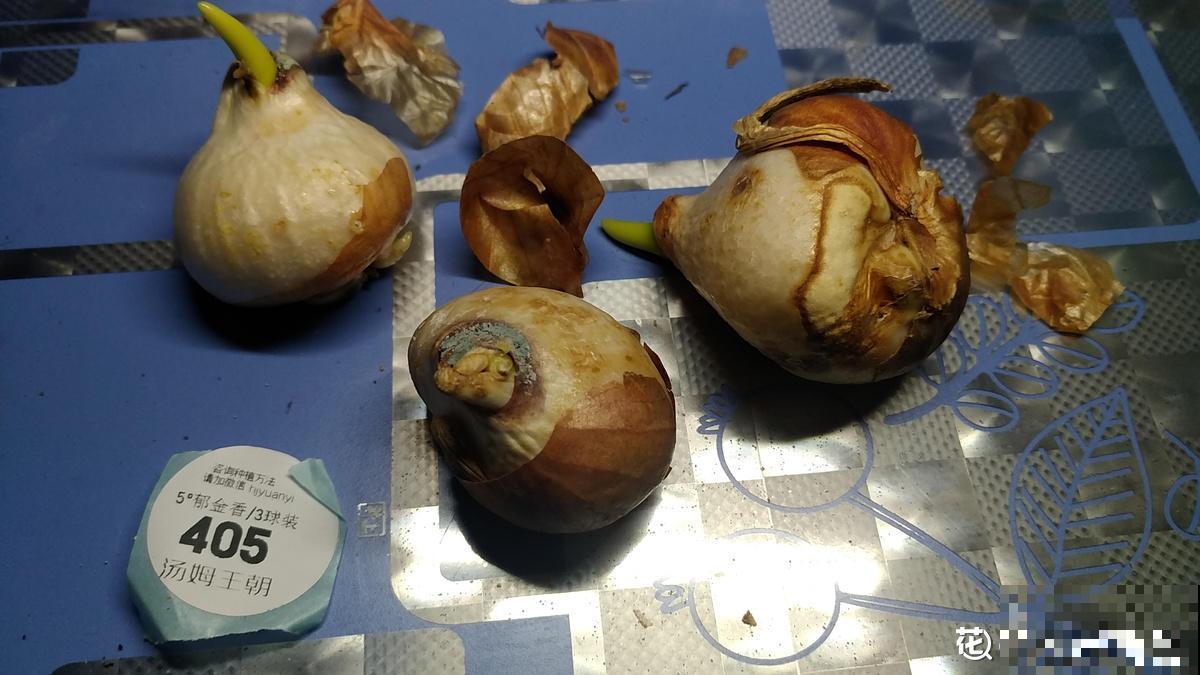 郁金香种之前，不做这一步，就等于白种！