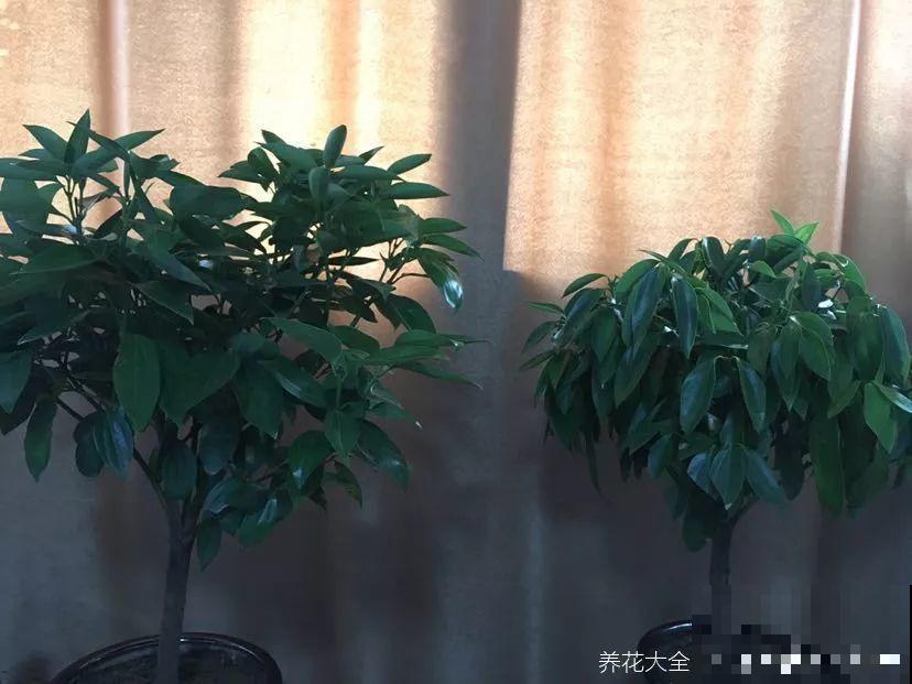 高价买的守家树，穷养才能长得旺，一盆能活20年！