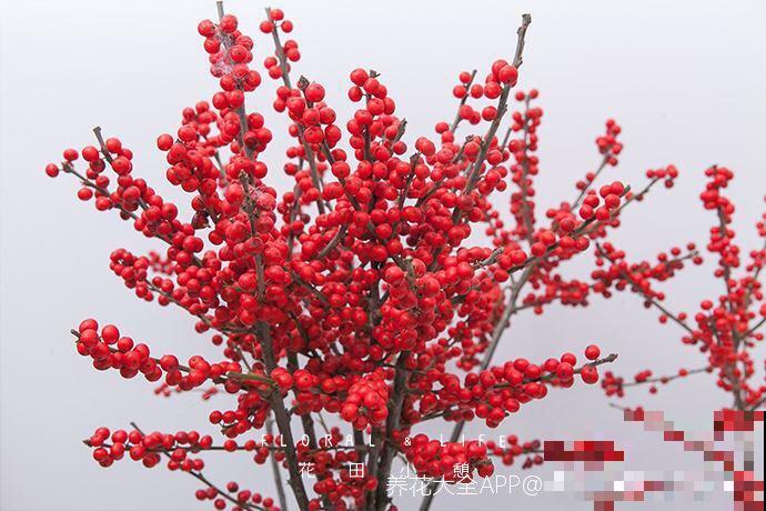 超喜庆的花，满树都是红果子，富贵团圆好意头