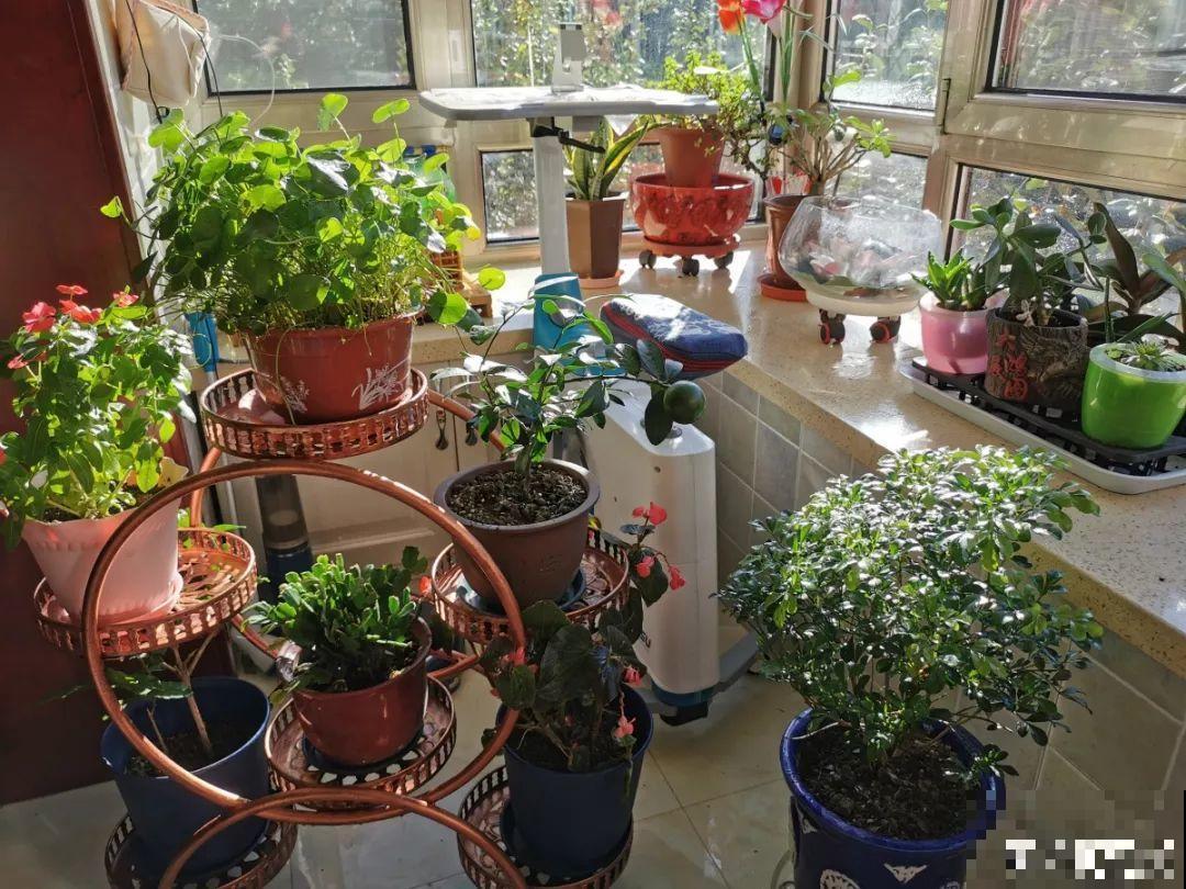 室内养花太难？记住这5点，啥花都能养得好！