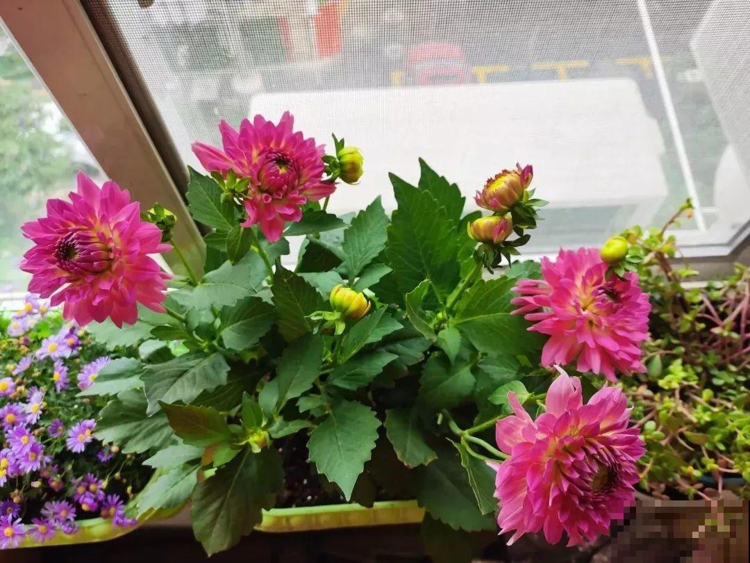这花是新晋年宵花，室内室外都能养，能连开好几茬！