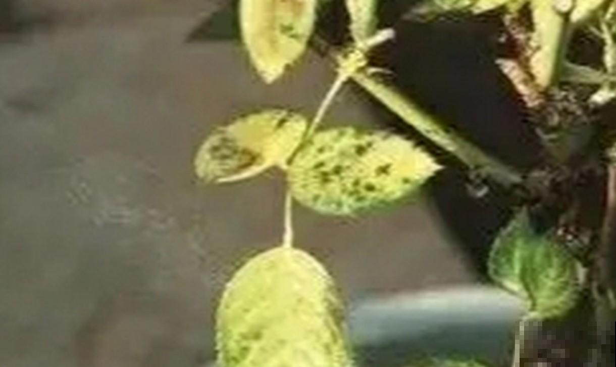 月季出现虫害真可怕，认识这几种，赶紧处理掉！
