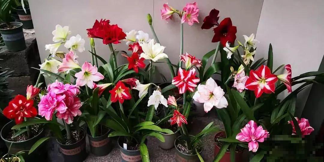 这6种花养好了，家里秒变花海，天天待着都不想出门！