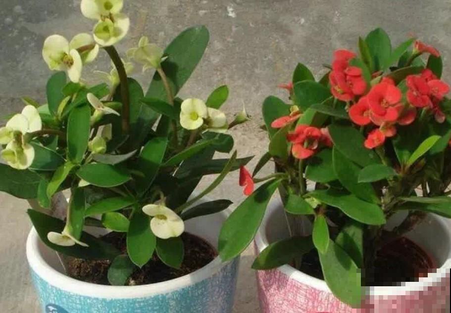 冬天的虎刺梅咋养护？学一招，3个月后就能开花了！