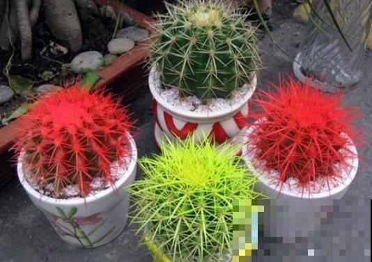 那些年花市上过的当，一个比一个扎心，说好的信任呢！