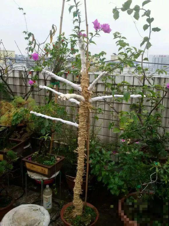 冬日寒气逼人，地栽花草快冻死怎么办？快使出这几个大招！
