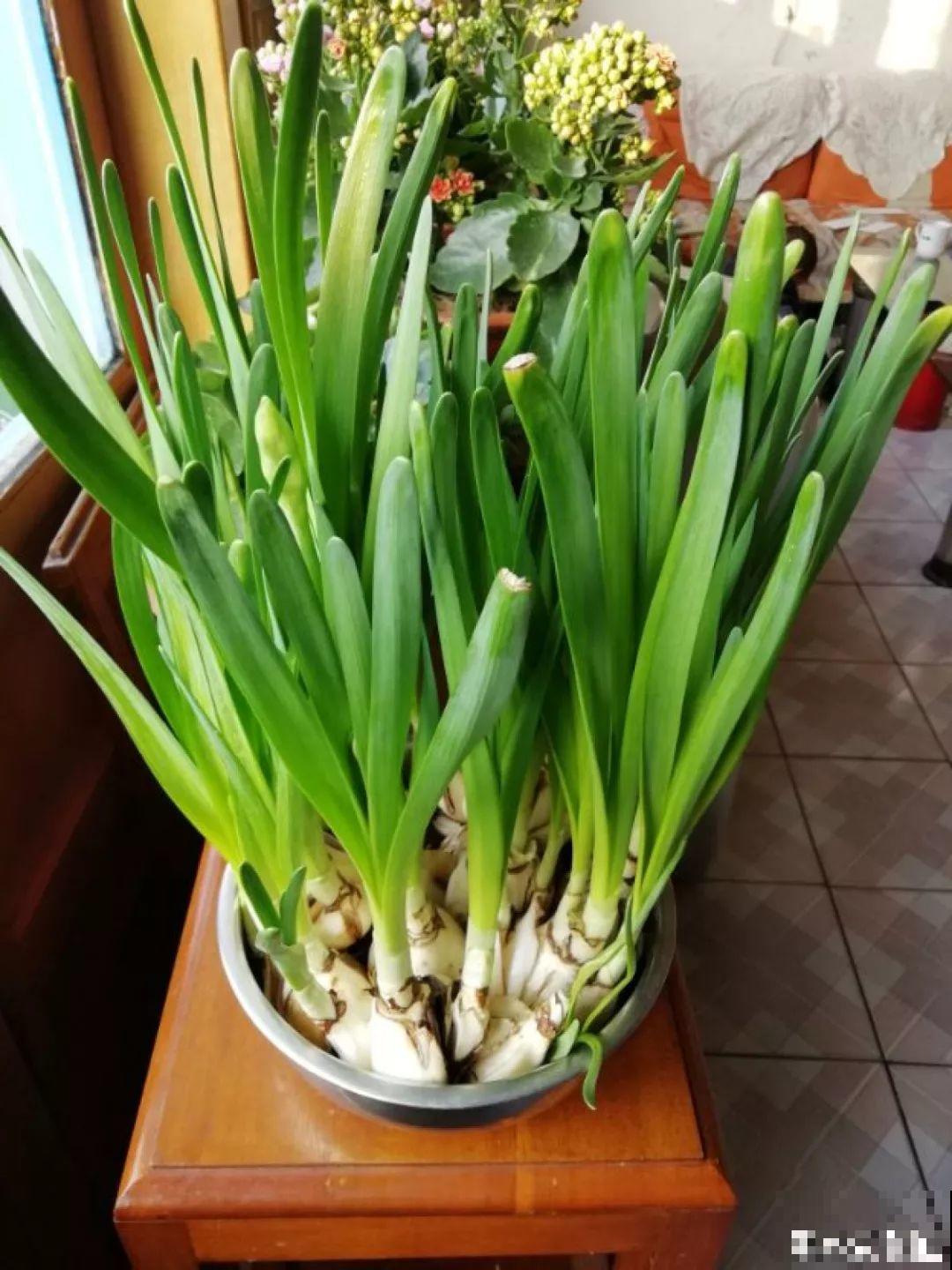 别让这花长太高，小心变成“韭菜”，再也不开花！