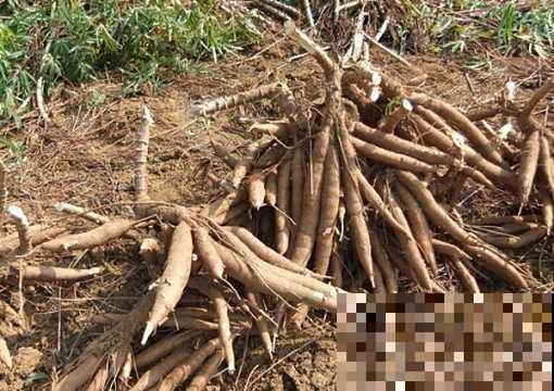 野外挖的这种“山药”个头极大，看着就喜人，但千万不能随便吃！