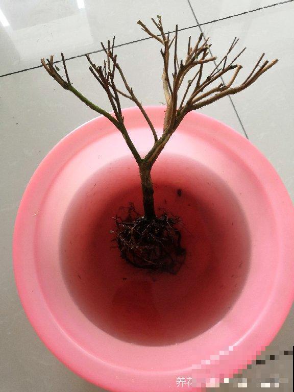 杜鹃花叶子全枯了，千万别扔，换个盆还有救！